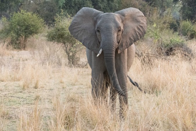 20160813_17-05_S Forbes_Puku Ridge Day 1 afternoon game drive-2806