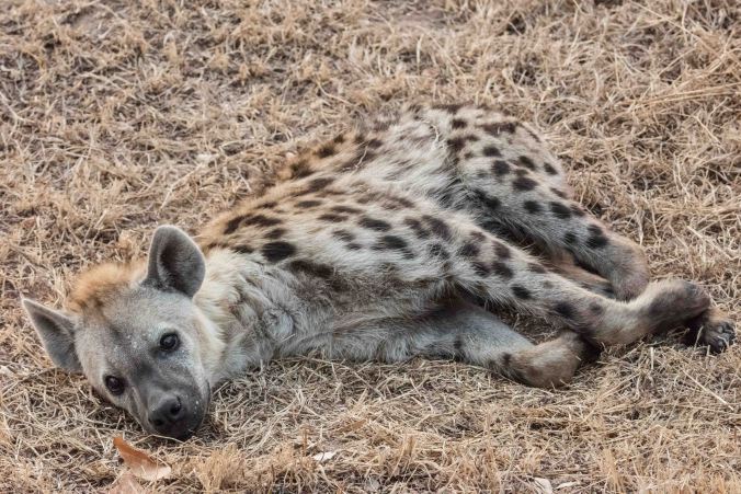 hyena resting