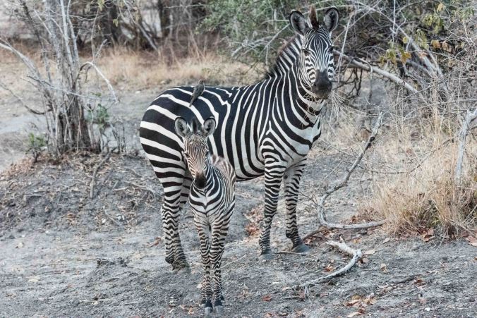 mother zebra with her baby who is about one week old
