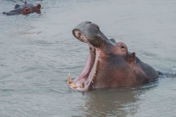 hippo showing off