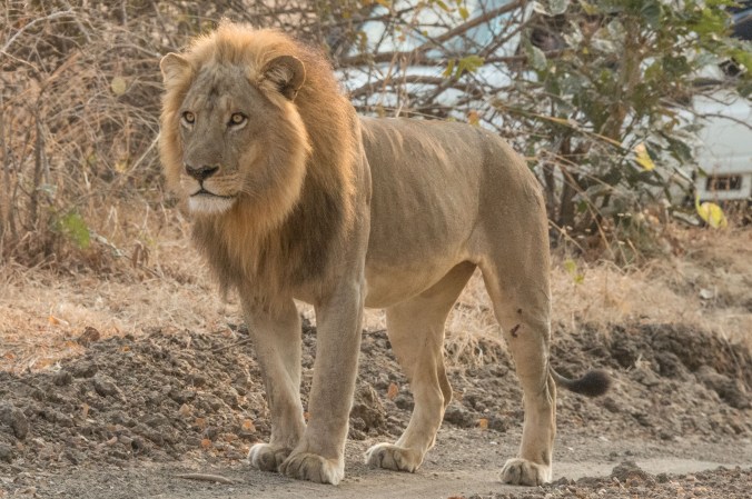 Garlic (male lion) in the mating pair we saw the day before