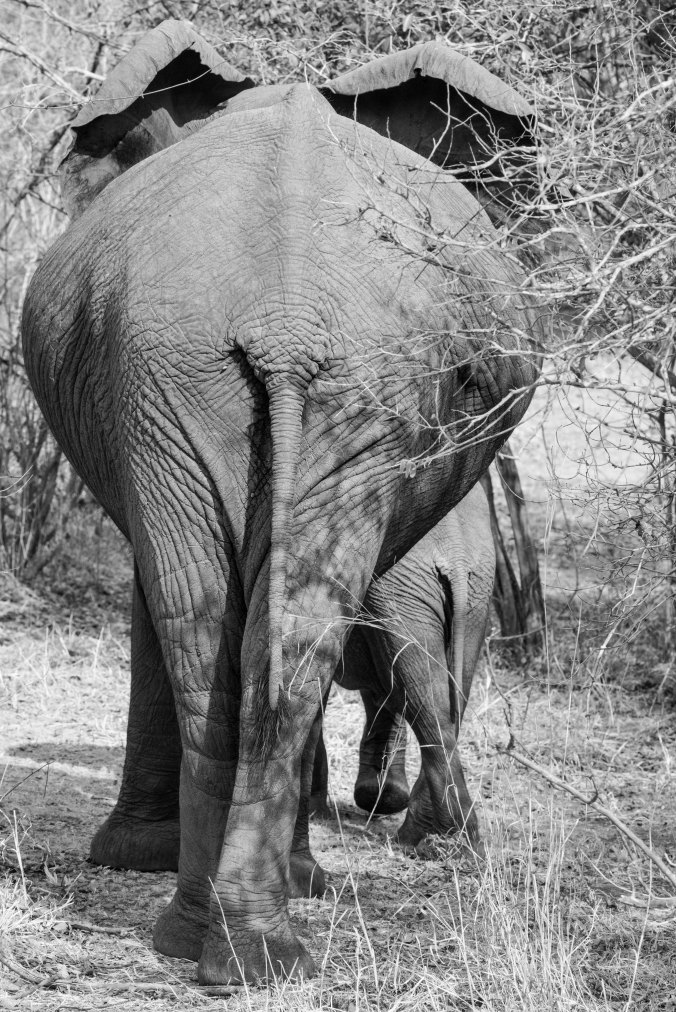 rear view of elephant and baby walking