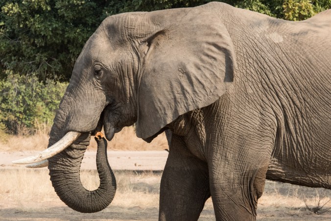 Male elephant eatting the pod.  He ate all of them below the tree.