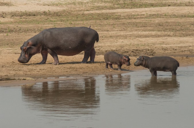 hippo with 2 babies on the side of the river