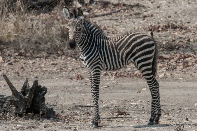 baby zebra with some birds on it
