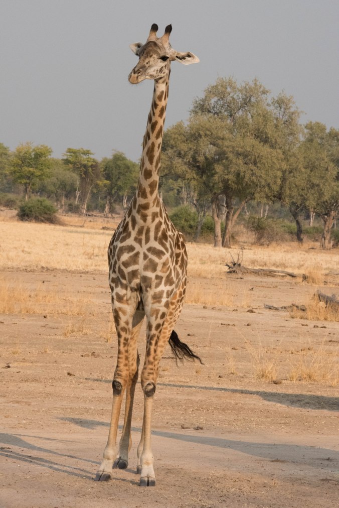 one of the giraffs we saw on our afternoon game drive