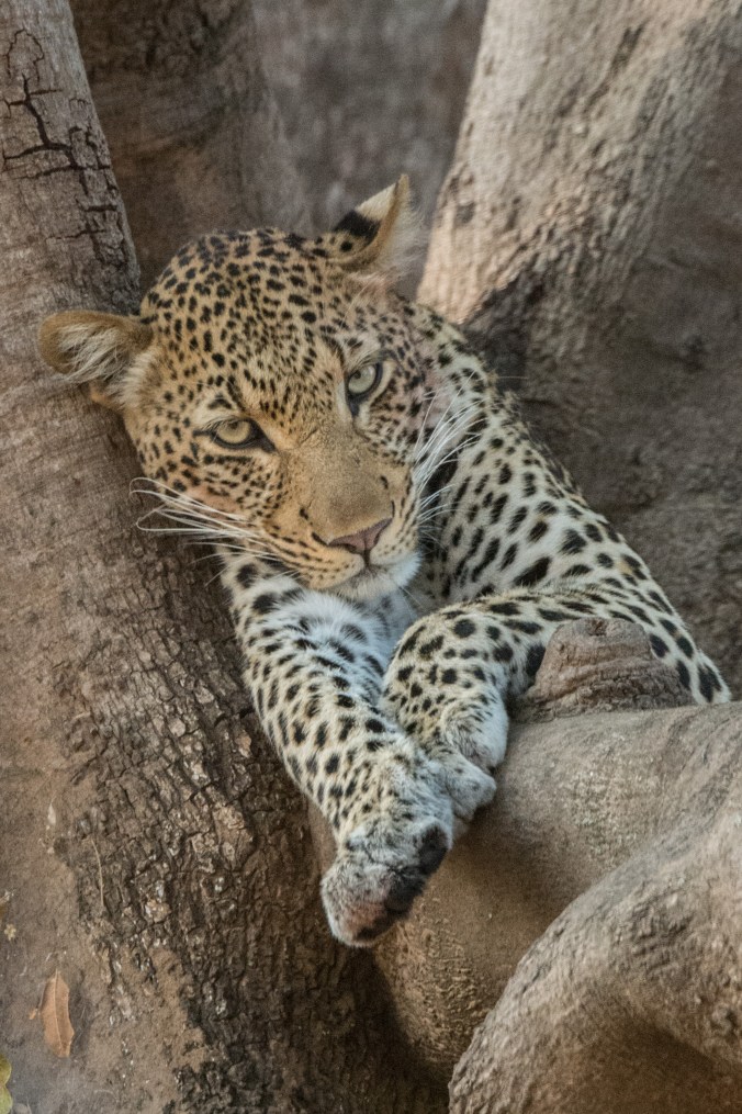 We brought the boys back to check out the leopard who was still in the tree.