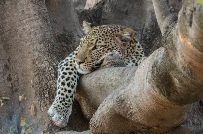 leopard resting
