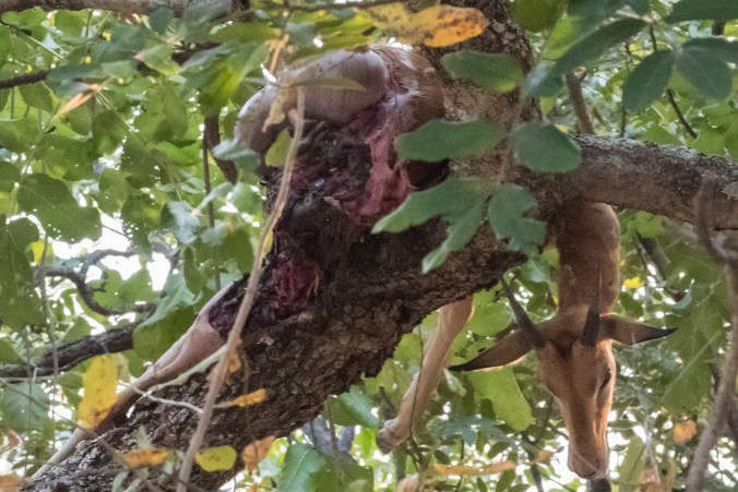 rear leg of the impala is missing