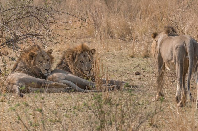 3 male lions near Puku Ridge who we had heard in the night