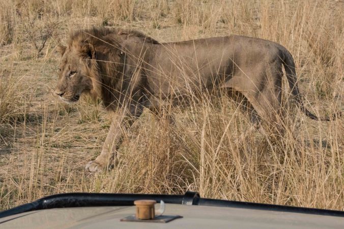 the younger brother walking by our truck