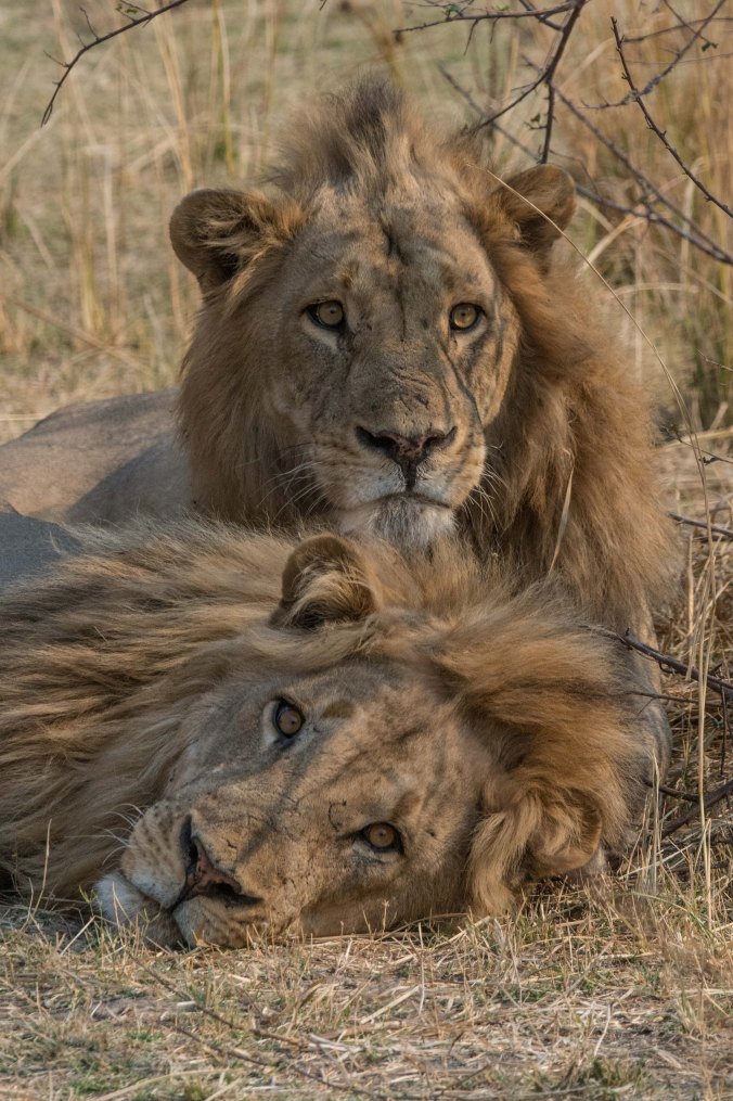 the two older brothers