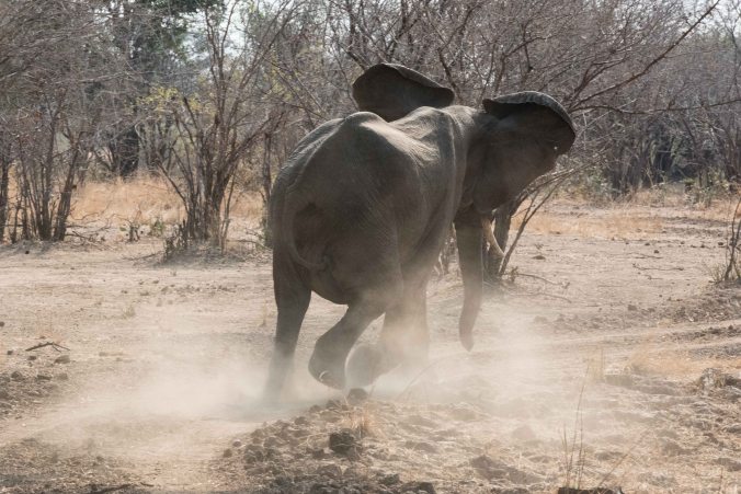 An elephant running after seeing our truck
