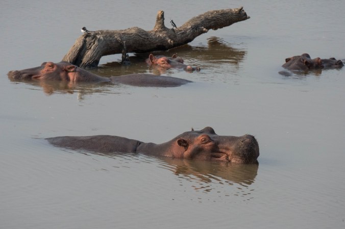 hippos in the river