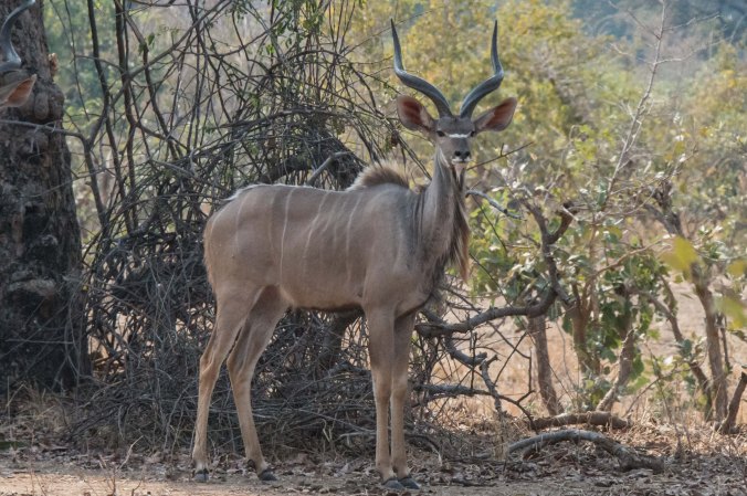 Male kudu