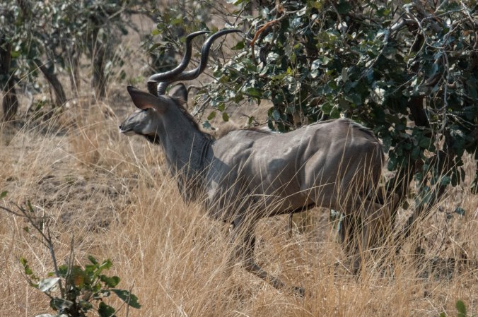 one of the kudus takes off after an elephant who actually moved