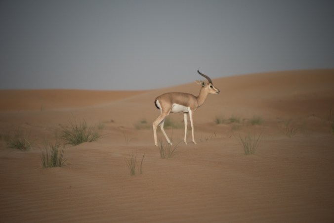 impala in the the Dubai Desert Conservation Reserve
