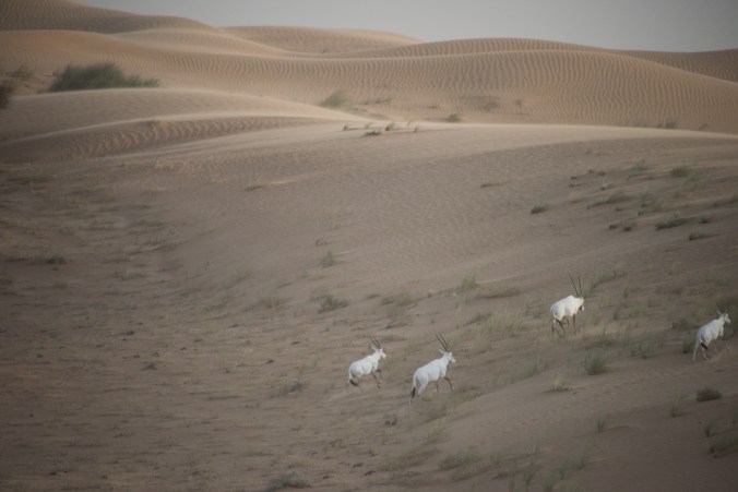 oryx in the Dubai Desert Conservation Reserve